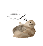 いやしのにゃんこⅡ（個別スタンプ：14）