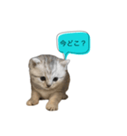 いやしのにゃんこⅡ（個別スタンプ：16）