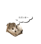 いやしのにゃんこⅡ（個別スタンプ：17）