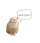 いやしのにゃんこⅡ（個別スタンプ：21）