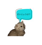 いやしのにゃんこⅡ（個別スタンプ：22）