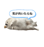 こてつのスタンプ3rd season（個別スタンプ：6）