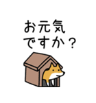 柴犬さんの日本語会話（個別スタンプ：7）