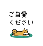 柴犬さんの日本語会話（個別スタンプ：8）