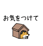 柴犬さんの日本語会話（個別スタンプ：13）