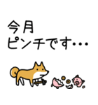 柴犬さんの日本語会話（個別スタンプ：28）