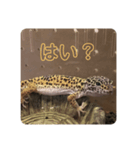 俺がレオパだ！（個別スタンプ：5）