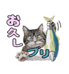 からふる猫ーず 【あいさつ、あいづち編】（個別スタンプ：13）