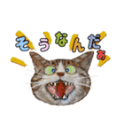 からふる猫ーず 【あいさつ、あいづち編】（個別スタンプ：29）