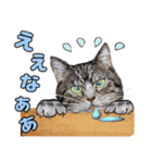 からふる猫ーず 【あいさつ、あいづち編】（個別スタンプ：36）