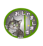 からふる猫ーず 【あいさつ、あいづち編】（個別スタンプ：39）