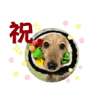 うちのポッケたん①（個別スタンプ：26）