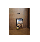 犬と猫。のスタンプ（個別スタンプ：1）