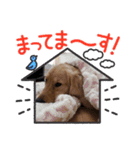 犬と猫。のスタンプ（個別スタンプ：6）