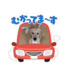 犬と猫。のスタンプ（個別スタンプ：7）