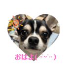 Nわんこ かん太（個別スタンプ：1）