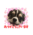 Nわんこ かん太（個別スタンプ：3）