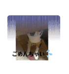 Nわんこ かん太（個別スタンプ：4）