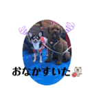 Nわんこ かん太（個別スタンプ：7）