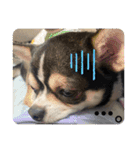 Nわんこ かん太（個別スタンプ：12）