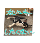Nわんこ かん太（個別スタンプ：13）