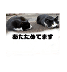 ねこですシリーズ1（個別スタンプ：6）