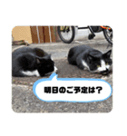 ねこですシリーズ1（個別スタンプ：13）