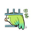 オキナインコ抹茶の日常（個別スタンプ：5）