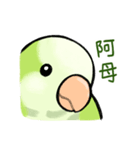 オキナインコ抹茶の日常（個別スタンプ：19）