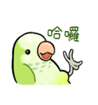 オキナインコ抹茶の日常（個別スタンプ：29）