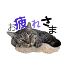 ハーツ保護猫シェルター支援・猫の日常（個別スタンプ：1）