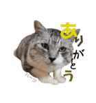 ハーツ保護猫シェルター支援・猫の日常（個別スタンプ：2）