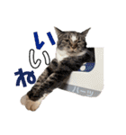 ハーツ保護猫シェルター支援・猫の日常（個別スタンプ：3）