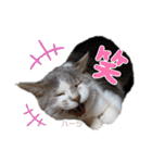 ハーツ保護猫シェルター支援・猫の日常（個別スタンプ：4）