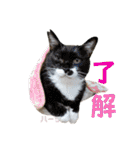 ハーツ保護猫シェルター支援・猫の日常（個別スタンプ：5）