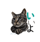 ハーツ保護猫シェルター支援・猫の日常（個別スタンプ：6）