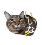 ハーツ保護猫シェルター支援・猫の日常（個別スタンプ：7）
