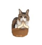 ハーツ保護猫シェルター支援・猫の日常（個別スタンプ：8）