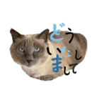 ハーツ保護猫シェルター支援・猫の日常（個別スタンプ：9）