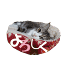ハーツ保護猫シェルター支援・猫の日常（個別スタンプ：10）