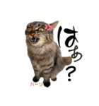 ハーツ保護猫シェルター支援・猫の日常（個別スタンプ：11）
