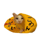 ハーツ保護猫シェルター支援・猫の日常（個別スタンプ：13）