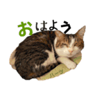 ハーツ保護猫シェルター支援・猫の日常（個別スタンプ：14）