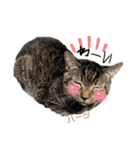 ハーツ保護猫シェルター支援・猫の日常（個別スタンプ：16）