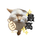 ハーツ保護猫シェルター支援・猫の日常（個別スタンプ：17）