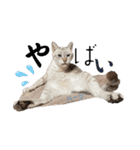ハーツ保護猫シェルター支援・猫の日常（個別スタンプ：18）