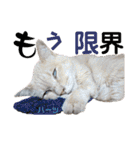 ハーツ保護猫シェルター支援・猫の日常（個別スタンプ：19）