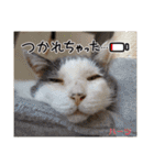 ハーツ保護猫シェルター支援・猫の日常（個別スタンプ：20）
