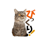 ハーツ保護猫シェルター支援・猫の日常（個別スタンプ：21）