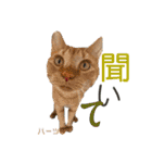 ハーツ保護猫シェルター支援・猫の日常（個別スタンプ：22）